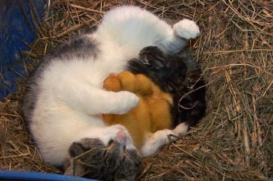 一只即将分娩的猫收养了被遗弃的小鸭