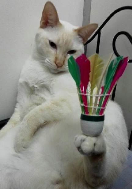 马来西亚平衡猫走红 能用脚举鸡蛋拿玩具枪