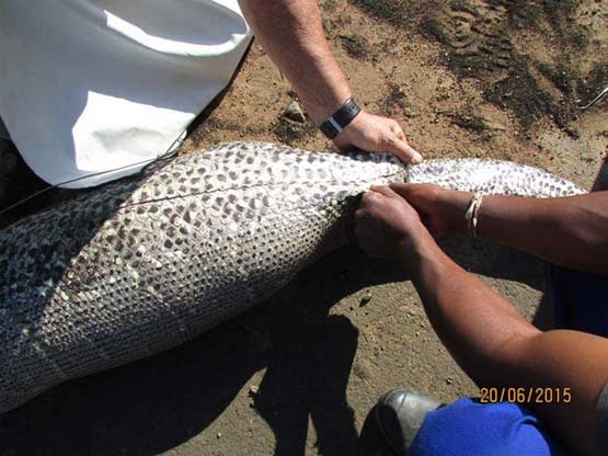 非洲岩蟒贪吃13.8公斤豪猪被刺穿内脏