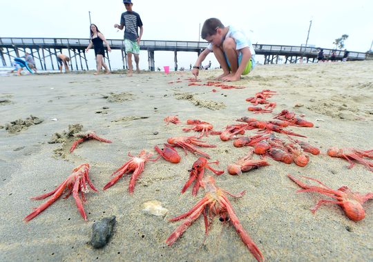 红金枪鱼蟹入侵南加州海岸-AFP-541787360