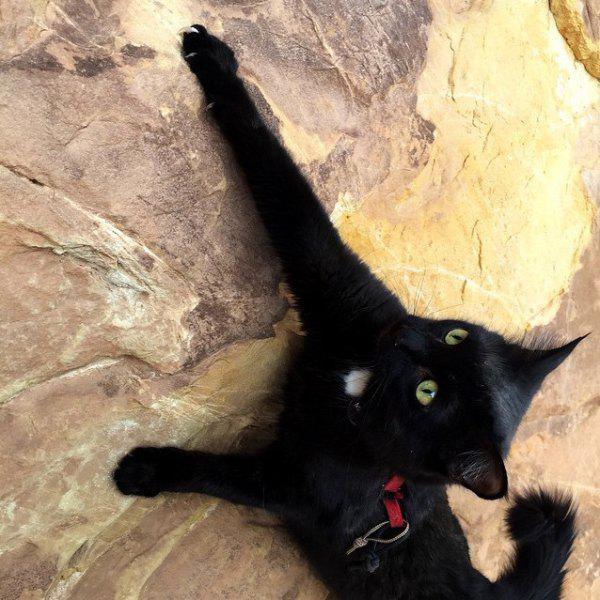 惊人的攀岩猫：这只黑猫似乎对攀岩充满激情