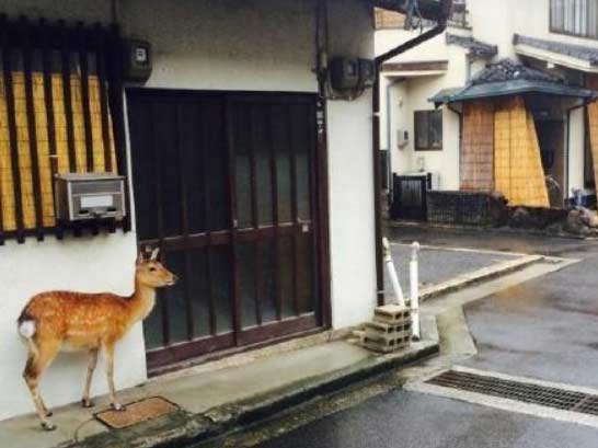 下暴雨奈良的鹿跑店里避雨 生意没法做了