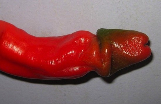 西班牙现“情色种子” 可种出丁丁状辣椒