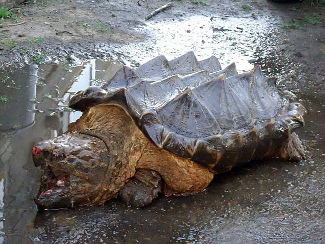 凶猛的鳄龟出现在俄罗斯河流-0-image-a-1_1435696199835