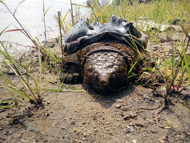 凶猛的鳄龟出现在俄罗斯河流-0-image-a-5_1435696223379