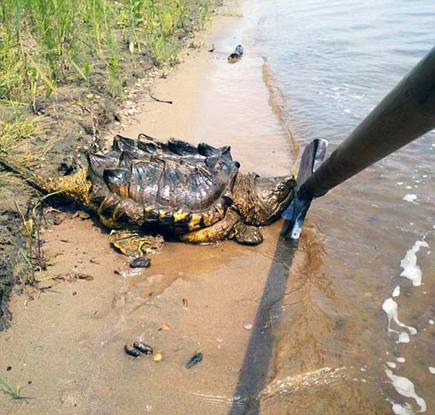凶猛的鳄龟出现在俄罗斯河流-0-image-a-2_1435696211784