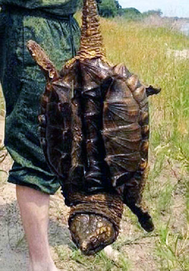 凶猛的鳄龟出现在俄罗斯河流-0-image-m-9_1435696272476