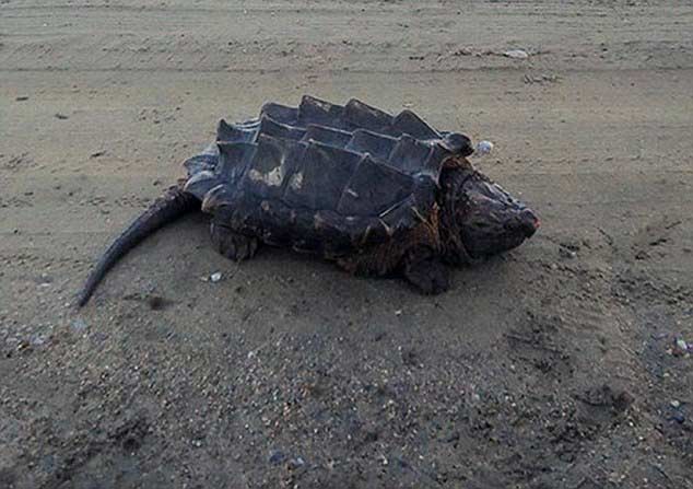 凶猛的鳄龟出现在俄罗斯河流-0-image-m-7_1435696233737