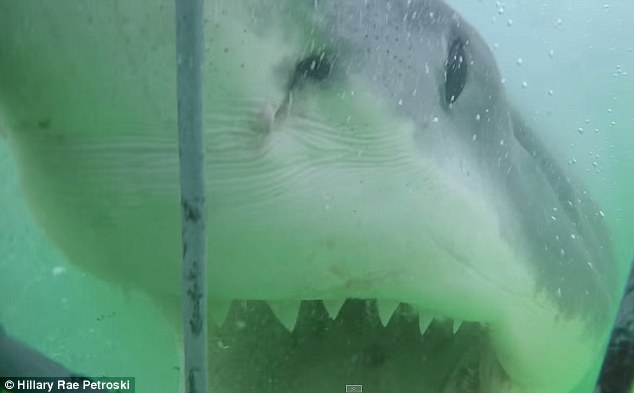 与大白鲨巨大牙齿面对面：潜水员近距离拍摄4米长大白鲨-3146097-image-m-3_1435768353133