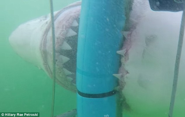 与大白鲨巨大牙齿面对面：潜水员近距离拍摄4米长大白鲨-3146097-image-m-4_1435768363731
