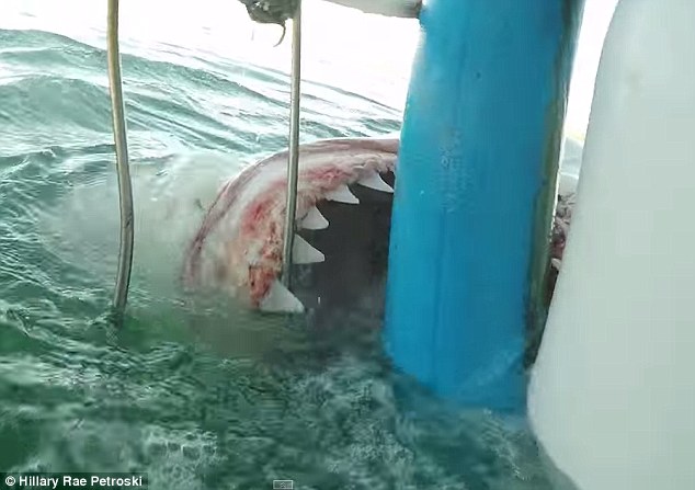 与大白鲨巨大牙齿面对面：潜水员近距离拍摄4米长大白鲨-3146097-image-m-6_1435768384692