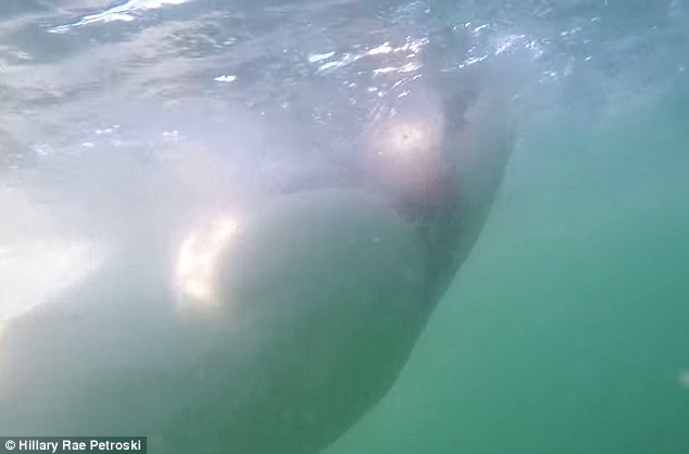 与大白鲨巨大牙齿面对面：潜水员近距离拍摄4米长大白鲨-3146097-image-m-8_1435768407392