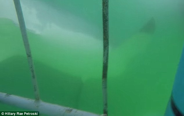 与大白鲨巨大牙齿面对面：潜水员近距离拍摄4米长大白鲨-3146097-image-m-10_1435768602509