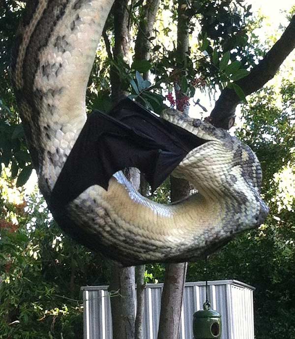 巨蟒捕食巨型蝙蝠 挂在树上30分钟将猎物吞噬