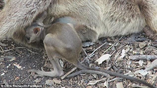 袋鼠妈妈被汽车撞了后 袋鼠宝宝试图爬回母亲的育儿袋-0-image-a-13_1438299966462