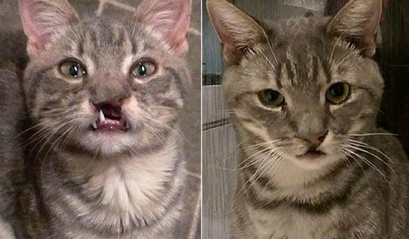 兔唇猫在网上引关注 通过两次手术解决它的笑容
