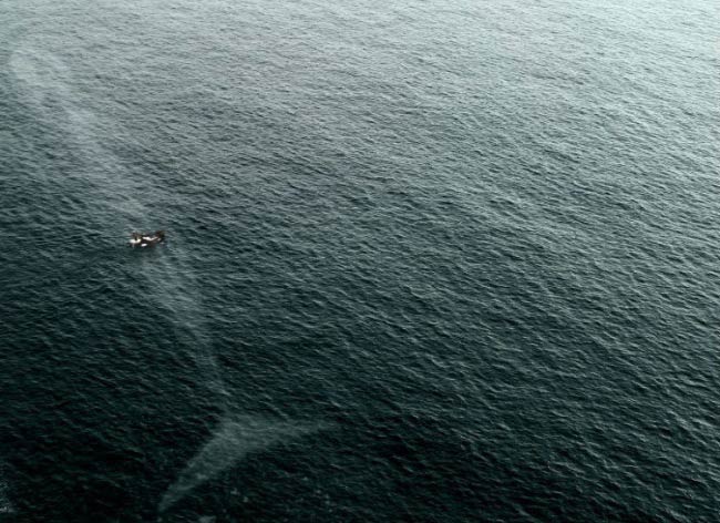 你害怕开阔的水域吗 看看水下边都有啥 鲸鱼