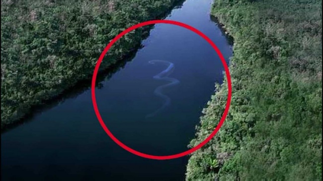 你害怕开阔的水域吗 看看水下边都有啥 密林中的河流出现巨蟒的影子