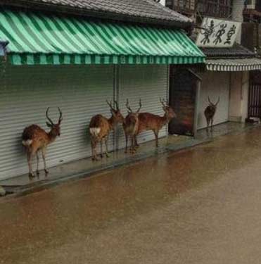 下暴雨奈良的鹿跑店里避雨 生意没法做了