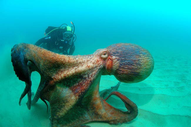 你害怕开阔的水域吗 看看水下边都有啥 大章鱼