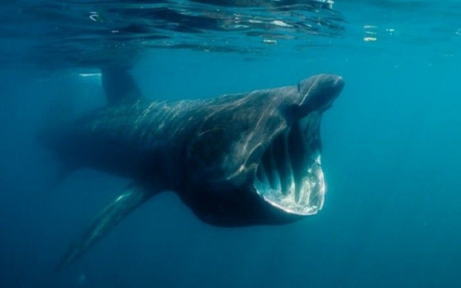 你害怕开阔的水域吗 看看水下边都有啥 被称为“史前鲨鱼”的姥鲨