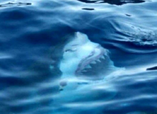 你害怕开阔的水域吗 看看水下边都有啥 鲨鱼牙齿清晰可见