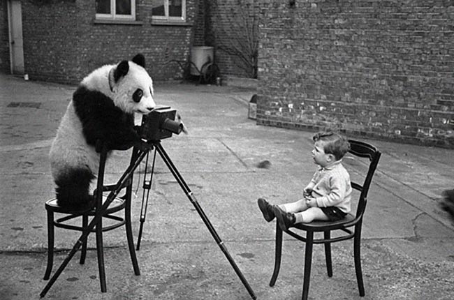 可爱动物想成为摄影师animals-with-camera-helping-photographers-15__880