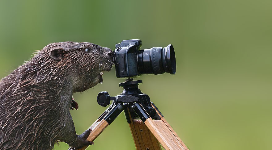 可爱动物想成为摄影师animals-with-camera-helping-photographers-17__880