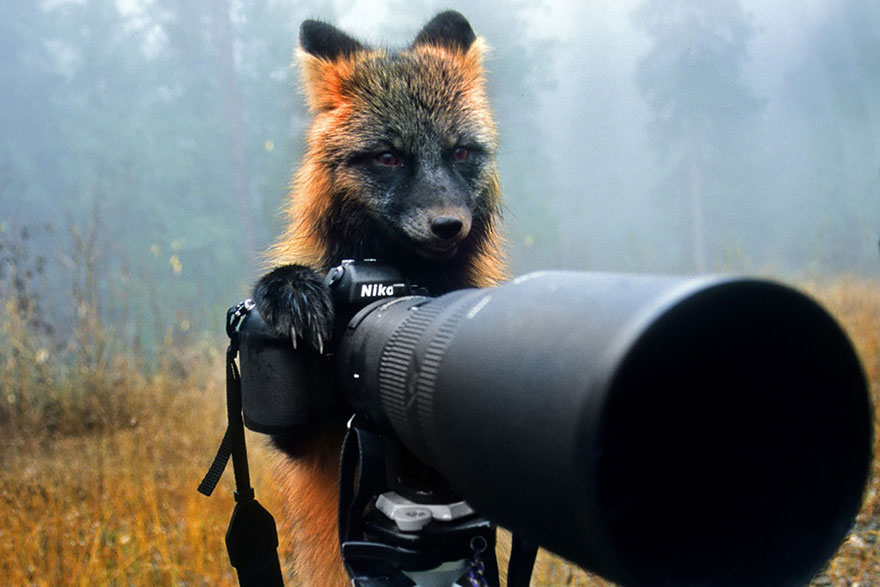 可爱动物想成为摄影师animals-with-camera-helping-photographers-26__880