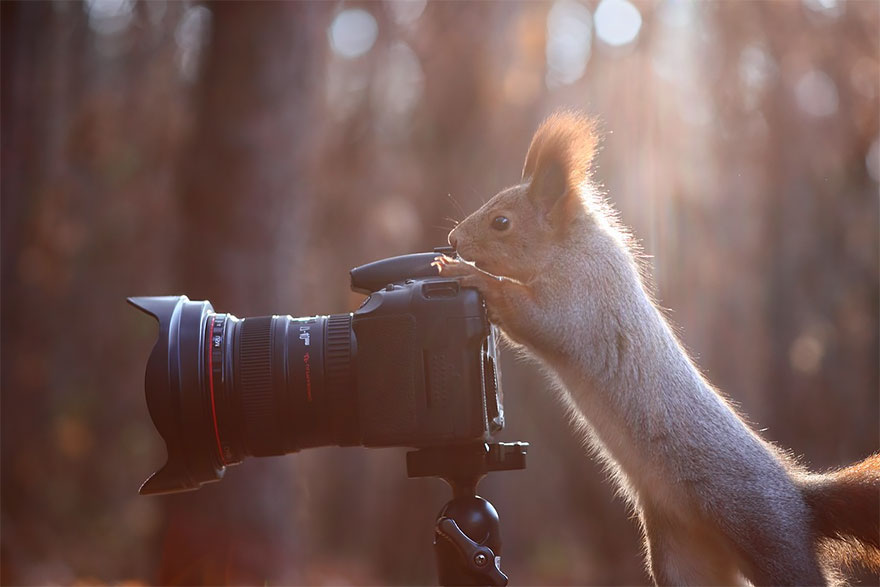 可爱动物想成为摄影师animals-with-camera-helping-photographers-27__880