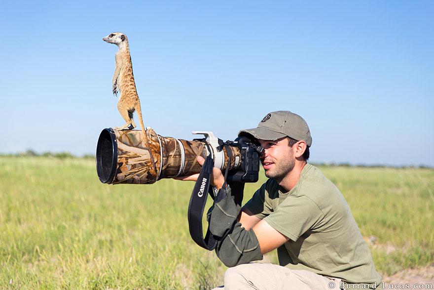 可爱动物想成为摄影师animals-with-camera-helping-photographers-2__880
