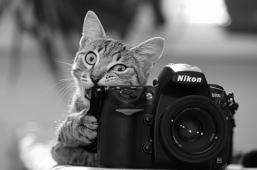 可爱动物想成为摄影师animals-with-camera-helping-photographers-8__880