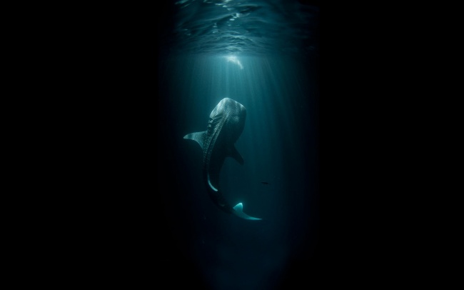 你害怕开阔的水域吗 看看水下边都有啥 这是鲸鲨，最大的鲨鱼，其实它性格温和。