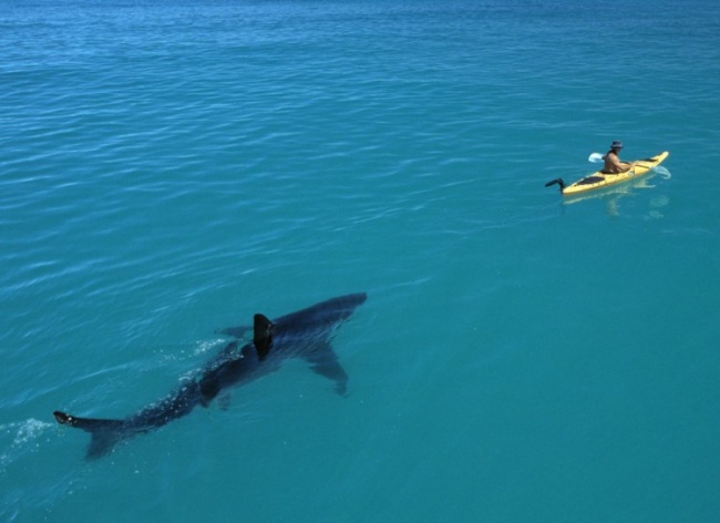 你害怕开阔的水域吗 看看水下边都有啥 独木舟被鲨鱼跟踪 