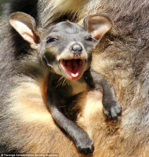 对着相机微笑！可爱的刷尾岩袋鼠宝宝从母亲的袋子冒出来-3187732-image-m-60_1438935370242