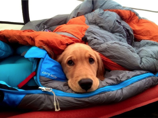 camping-with-dog-ryan-carter-54__605