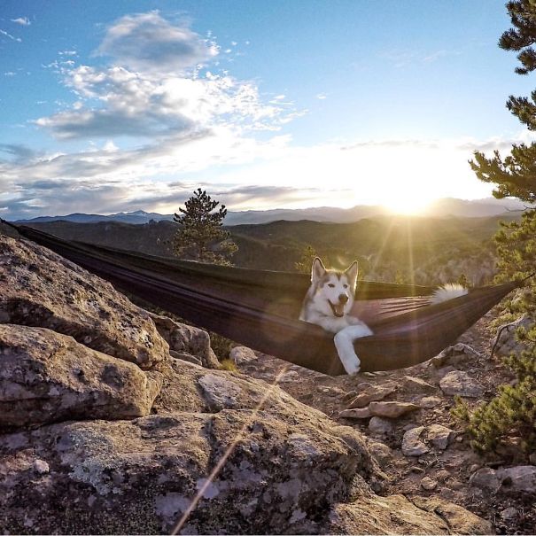 camping-with-dog-ryan-carter-90__605