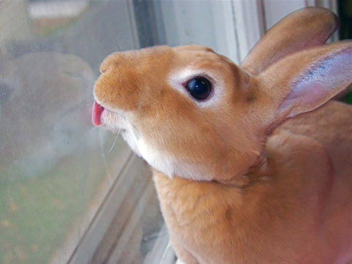 喜欢就舔一舔：摄影师抓拍可爱动物舔窗户玻璃