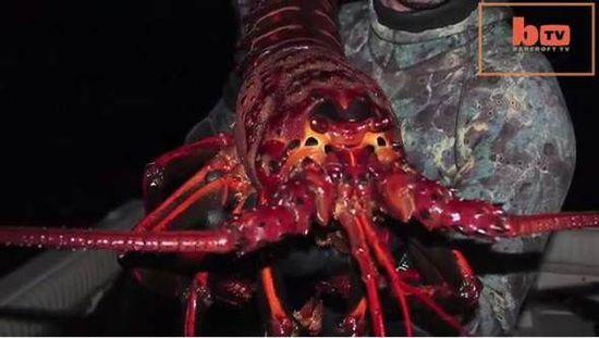 127 　　美国26岁生物学家浮潜捕获70岁超大龙虾。（图/《中时电子报》）89056