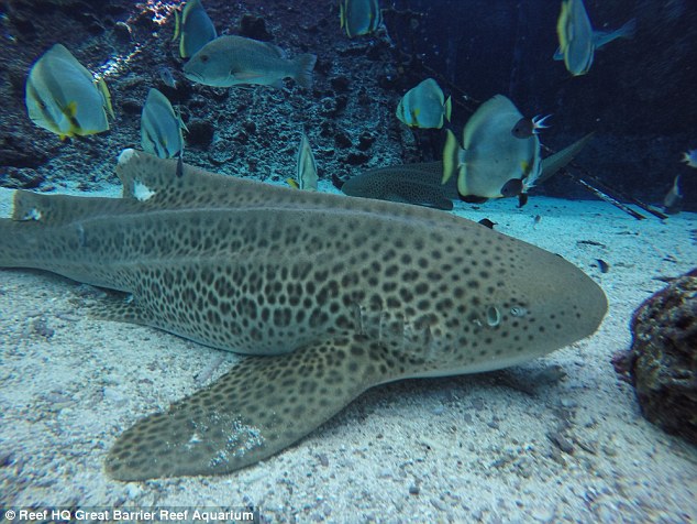 澳洲“处女”母鲨产子 生下3只幼鲨宝宝