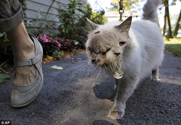 吉尼斯世界纪录几天后，15岁双面猫死于癌症