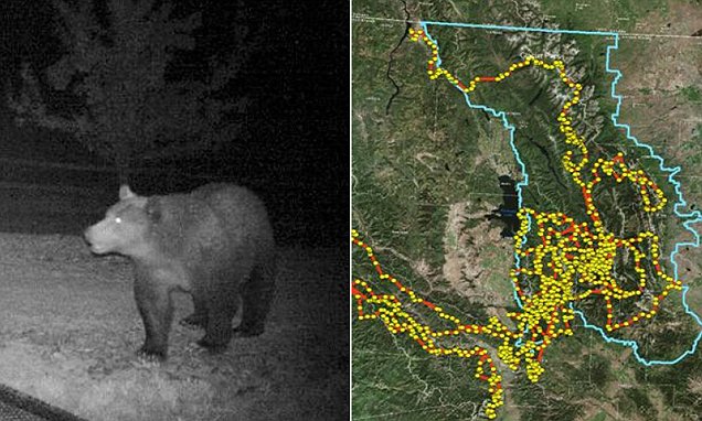 跟踪数据显示，灰熊在主要街道和公路令人难以置信的4500公里长途跋涉