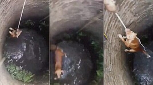 小狗误入深井被困嚎叫 救援人员赶到将其救出