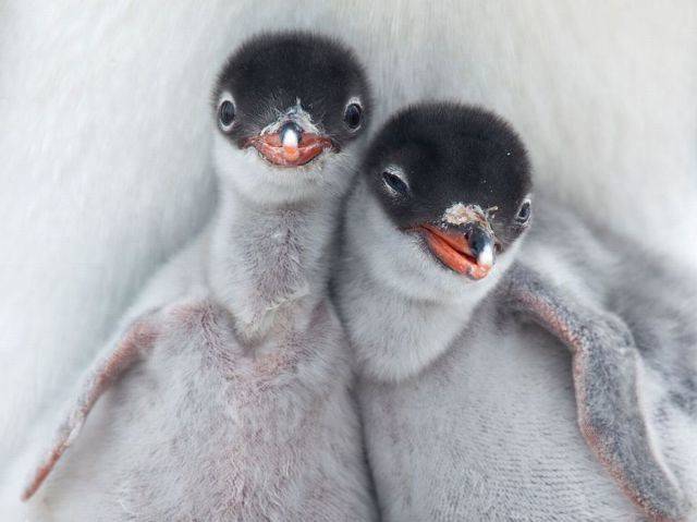 动物存在兄弟：19个在地球上最寒冷，最支持的动物