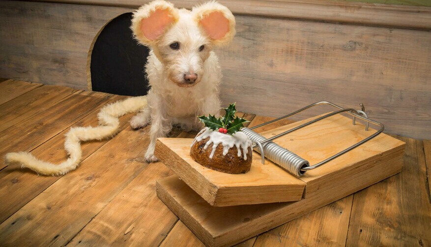 摄影师不断装扮他的圣诞贺卡：狗，是最可爱的