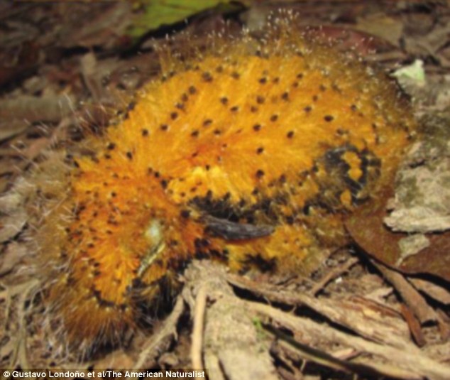 伪装的毛毛虫是一只雏鸟：模仿毛茸茸的毒蛾幼虫吓跑掠食者