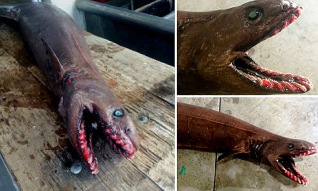 渔船的船员检查渔获发现可怕的史前鲨鱼  有差不多300颗牙齿