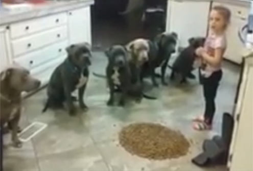 四岁女孩让六个饥饿的大斗牛犬等待她的命令 才可以开饭