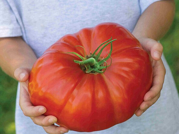 一个就让你全家都吃饱！英国三四斤重的巨型西红柿已开始量产了