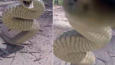 澳洲剧毒蛇攻击摄像机 摄影师淡定面对